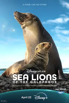 海狮利奥环岛记 Sea Lions of the Galápagos（2025） 海报