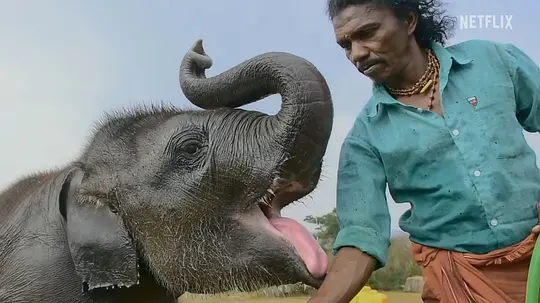 小象守护者 The Elephant Whisperers2022剧照3