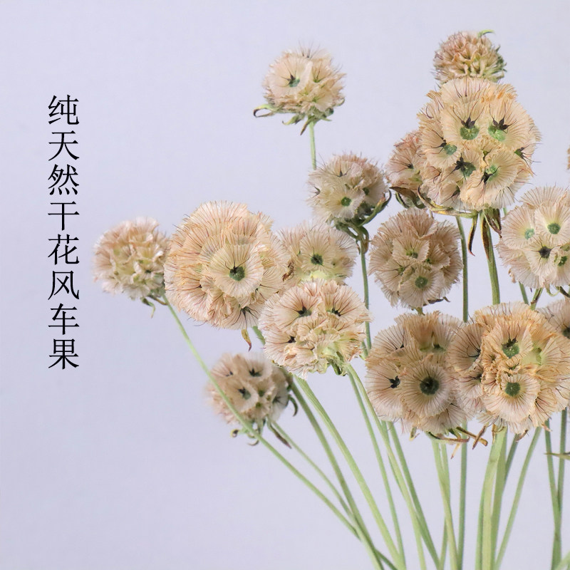 Natural real flower dry dry dry dry wind car in air living room decorated with light luxury bouquet