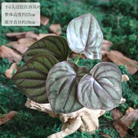 Один пучок небольших склеенных листьев арбуза с пятью головками.