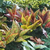 Высокая имитация зеленого растения, одно большое листовое растение, ресторан, торговый центр, окно, озеленение, украшение для детского сада, угол растения