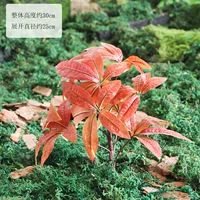 Одиночная связка Денежное дерево-красное