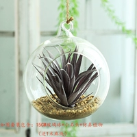 Оранжевый сингл 15см шарика набор c