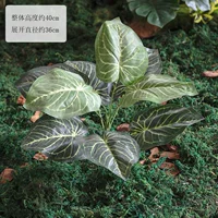 Один пучок из 9 круглых листьев потоса.