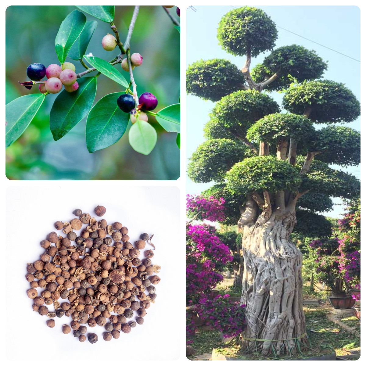 榕树种子小叶榕树细叶榕种子盆栽高山盆景植物花卉种籽成树榕树须-阿里巴巴