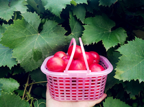 Fruit picking basket 1kg 2kg 3kg plastic portable basket Strawberry Basket Mulberry basket Bayberry basket one-time