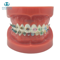 Dentistry Oral Teaching Orthodontic Model Semimetal Semi-Ceramic Standard Model Teeth Neatly 