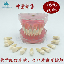 Dentistry Stomatology teaching model practice Full mouth extractable tooth model disassembly tooth simulation face