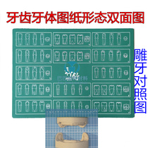 Dental 1 times tooth carving drawing form double-sided dental oral denture adsorption technical map reference map