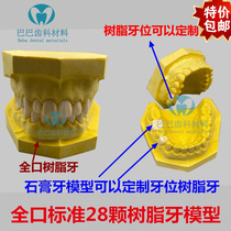 Dental tooth preparation model gypsum base resin teeth 28 tooth preparation practice model gingival preparation cavity