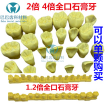 Dental oral practice carving 1 5 times 2 times 4 times tooth plaster dental grain model demonstration engraving model full mouth