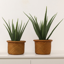 Aloe Vera simulation plant potted fake green plant Nordic ins interior decoration homestay home living room pastoral decoration