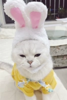 Кролик, шлем