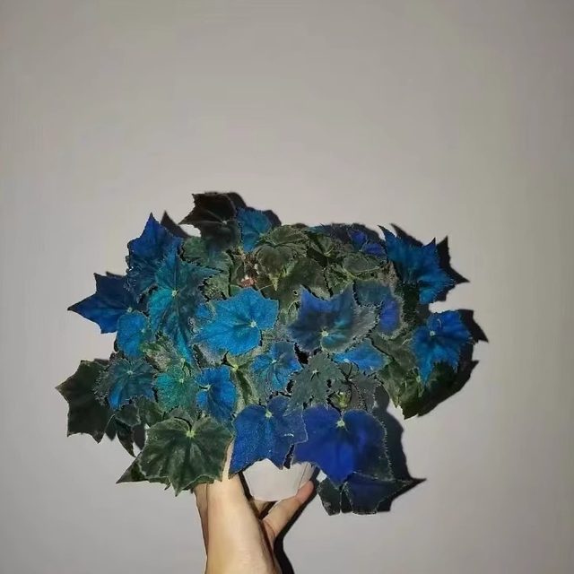 Black swan begonia toad leaf balcony outdoor indoor living room desktop green plants potted leaves and flower viewing plants