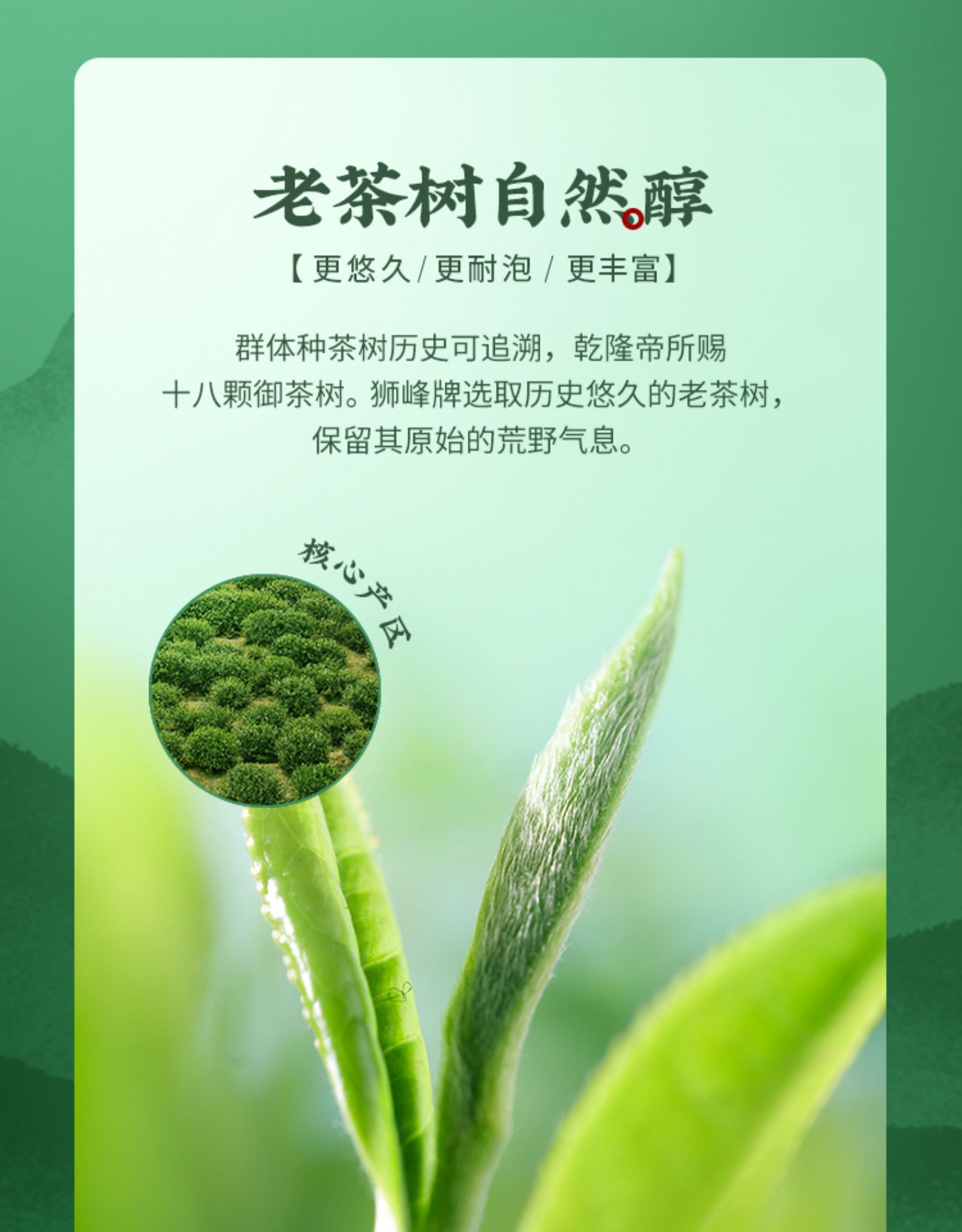 狮峰牌 雨前浓香龙井茶 250g 图8