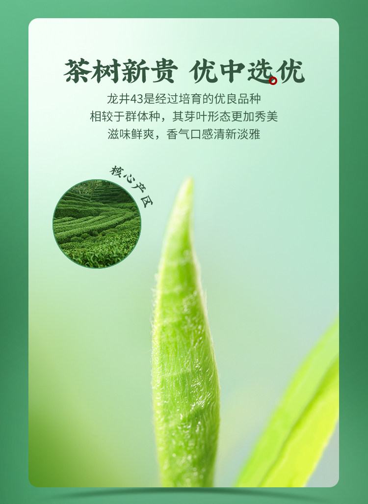 【中国直邮】 狮峰茶叶 2025年新茶上市明前龙井茶叶 正宗龙井43号绿茶一级春茶  250g/包