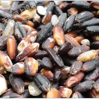 5kg of northeast blood glutinous rice 500g (miscellaneous grains) black glutinous rice purple glutinous rice glutinous rice glutinous purple rice