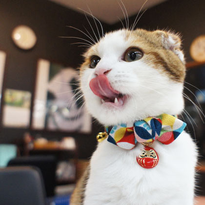 Maru Maru Japanese and wind amo K cat collar with Dharma pendant pet lucky cat collar crepe