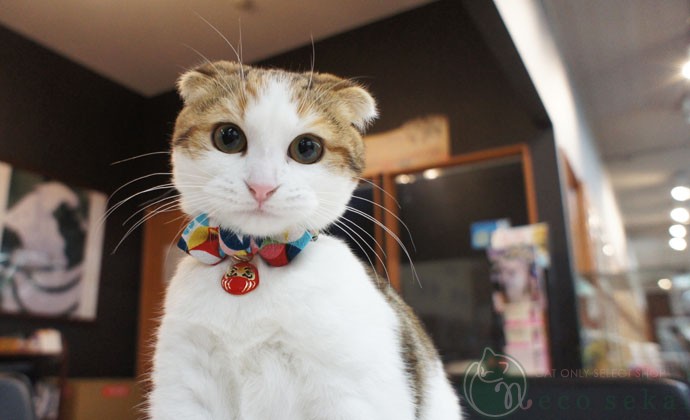 Maru Maru Trang chủ Nhật Bản Kaze amo.K cổ áo mèo với Mặt dây chuyền Pháp Pet Pet Cat Cổ áo - Cat / Dog hàng ngày Neccessities Dụng cụ ăn uống Chó mèo