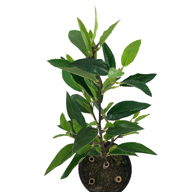 Simulation Solid Tea Flowers Trees Small Potted Fields Garden Bonsai Green Planting Fake Leaves Engineering Screen Decoration Furnishing Hot Sell-Taobao