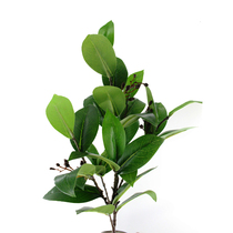 New green plant simulation tea safflower oil tea tree single branch Maojian tea dead tree pastoral landing decoration decoration sales