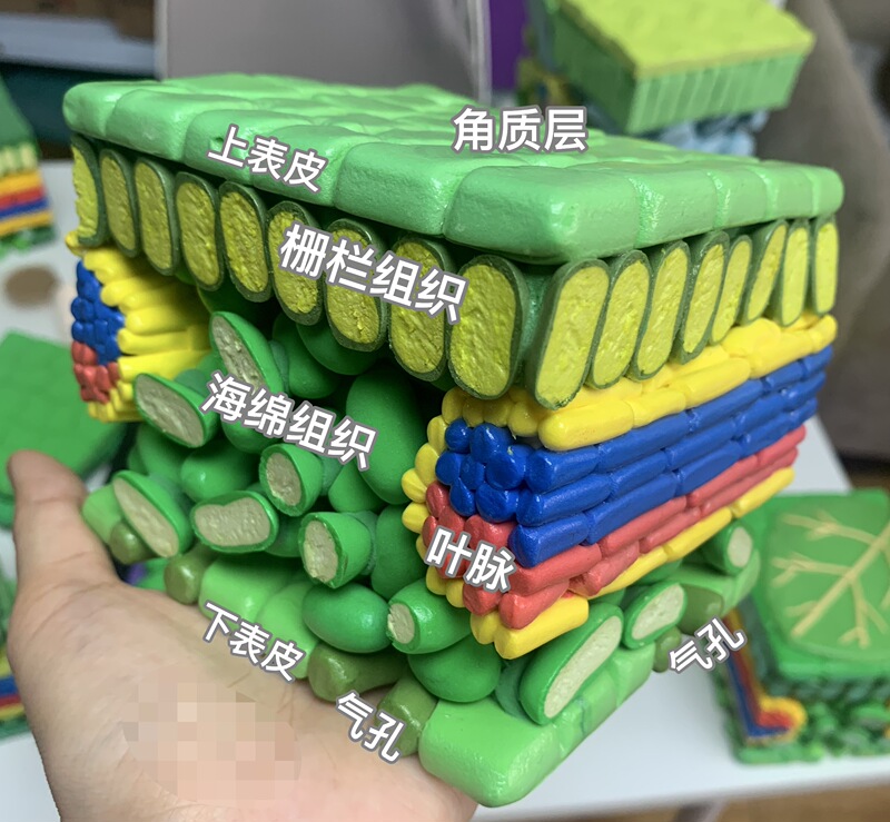 Finished Leaf Tissue Cross-Section Three-Dimensional Structure Model, Made of Ultra-Light Clay by Hand