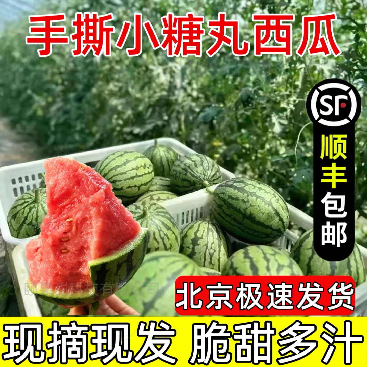 庞各庄西瓜现摘现发的LOGO
