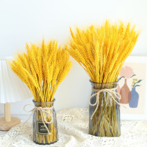 Gold Wheat Ears Natural Flowers Dried Flowers Open Barley Cotton Home Residence Decoration Shooting Props DIY Flower Arrangement Flowers