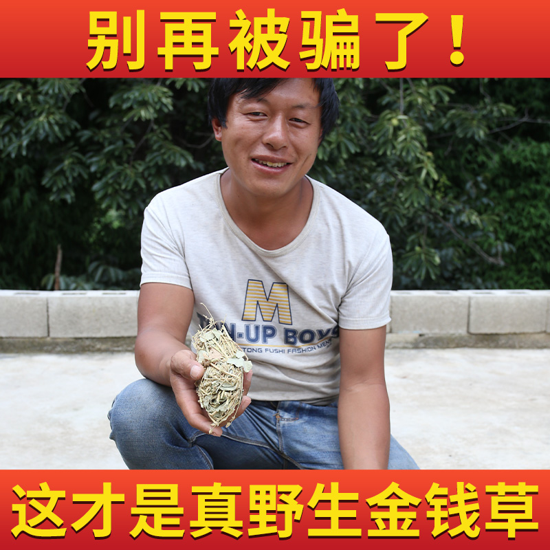 Golden Money Herb grade medicinal herbs can be matched with chicken inner gold corn to dissolve stone over road yellow 250g