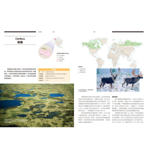 美丽的地球大迁徙 地球上最伟大的生命旅程 本霍尔著 动物迁徙 美丽的地球系列 中信出版社图书 正版