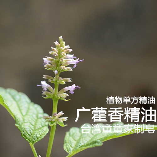 Nana Mothers-Tong Tong Home Soap Wort essential Oil Unilateral Essential Oils to Improve Dry Tight Skin 30ml