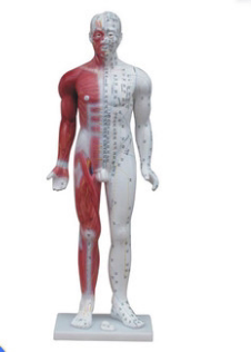 人体针灸模型84CM 玻璃钢全身人体穴位模型 医学教学培训专用502
