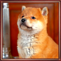 High-quality Japanese Shiba Inu puppies purebred males and females have bean Shiba red small dogs