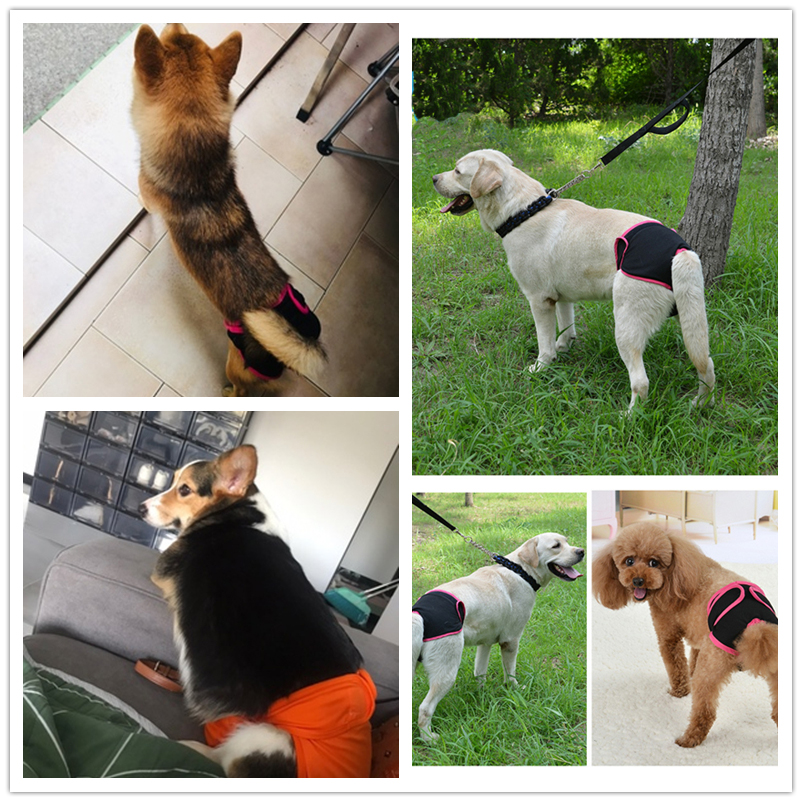 Female dog physiological pants big dog physiological period anti-harassment underwear golden retriever Satsuma menstrual pants puppy aunt towel sanitary pants - Taobao
