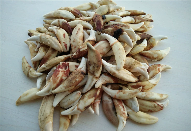 lắc chân nữ vàng đẹp Mặt Dây Chuyền Răng Sói Thật Đen Răng Chó Vòng Cổ Chó Ngao Tây Tạng Răng Chó Răng Mặt Dây Chuyền Vòng Tay Trẻ Em Nam Nữ Cặp Đôi Mắt Cá Chân Dây lắc chân nam