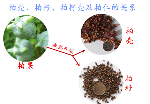 Y học cổ truyền Trung Quốc vỏ cây bách vỏ hạt bách vỏ lõi vải thô gối ít đầu trắng tóc trắng rụng tóc areata rụng tóc mất ngủ đốt sống cổ goi chu u