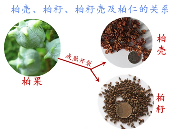 Y học cổ truyền Trung Quốc vỏ cây bách vỏ hạt bách vỏ lõi vải thô gối ít đầu trắng tóc trắng rụng tóc areata rụng tóc mất ngủ đốt sống cổ