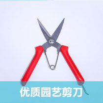 Qingdao sky garden fruit picking and cutting flowers flowers and vegetables tomato cucumber small scissors gardening tools green supplies