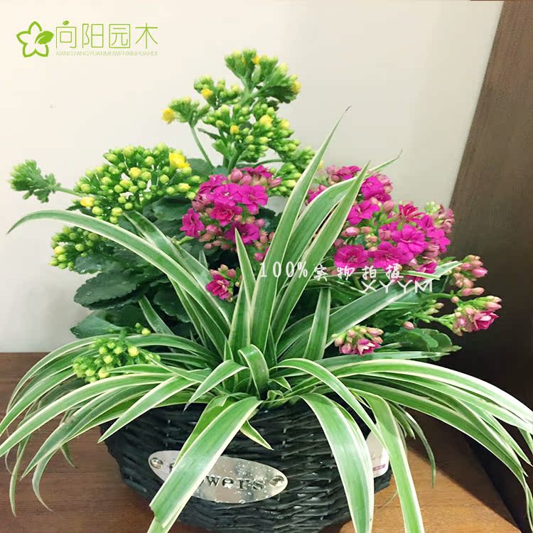 长寿花藤编筐植物盆栽组合高大上盆栽适合送礼生日礼物领导办公桌 双ii大促 盆栽 长寿 组合 藤编 办公桌途虎网