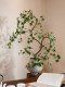 Flowing Spring Maple Artificial Green Plant Fake Flower Zen-Inspired New Song-Style Tea Room Decoration Entrance Ornament High-End Small Bonsai