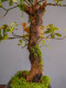 Haohong Jingpin Island Spring Flower Artificial Green Plant High-End Light Luxury Living Room Entrance Ancient Tree Potted Plant Indoor Zen Ornament