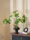 Shui Shi Rong bonsai simulated green plants and artificial flowers, high-end realistic ornaments, entrance tea table, medieval sofa decorations