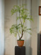 Artificial Green Plant with a High-End Feel, Suitable for Living Room and Tea Room, Potted Fake Flowers, Decorative Ornaments, Soft Decoration, Song Dynasty Aesthetics