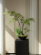 Faux Fern Potted Plant, Artificial Flowers, New Chinese-Style Tea Room Decoration, Zen-Inspired Entrance Decoration, Small Size
