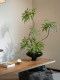 Top Ten Artificial Green Plants with Chinese Song Dynasty Aesthetics and Zen Style for Tea Table, Entryway Decoration, Fake Flower Potted Plants and Ornaments