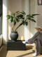 Dragon Scale Angel Artificial Green Plant, High-End Light Luxury Living Room Indoor Artificial Flower, Spring Feather Tea Room Atmosphere Vintage Decoration