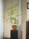 Artificial Maple Greenery and Flowers in a Modern Song-Style Aesthetic for Tea Room Decoration, High-End Entryway Ornament, and Luxurious Bonsai