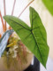 Haihong Scenery Simulated Green Plants with Glue Color Taro Leaves, Classy Accessible Luxury and Classy Living Room Dining Table Bionic Green Plants