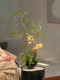 Bamboo Phalaenopsis Bonsai Artificial Green Plant Fake Flower Song-Style High-End Realistic Chinese Tea Room Zen Decorative Ornament