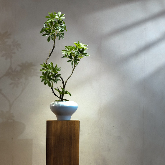 Duckbill Tree Artificial Green Plant High-End Light Luxury Desktop Living Room Tea Room Entrance Decoration Fake Flower Small Potted Plant Ornament